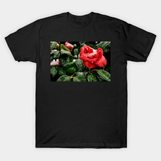 Camellias in winter T-Shirt